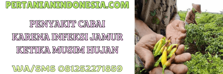 penyakit,cabai,musim,hujan,musim hujan